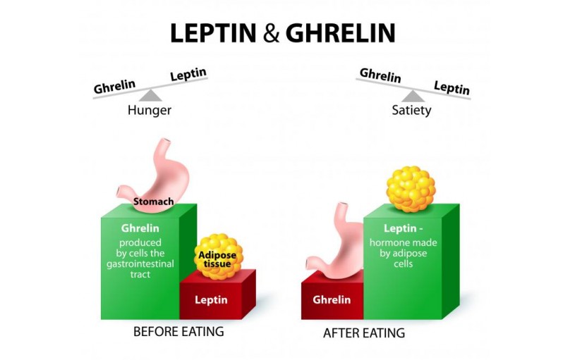 Your Weight is controlled by 4 Important Hormones in the Body